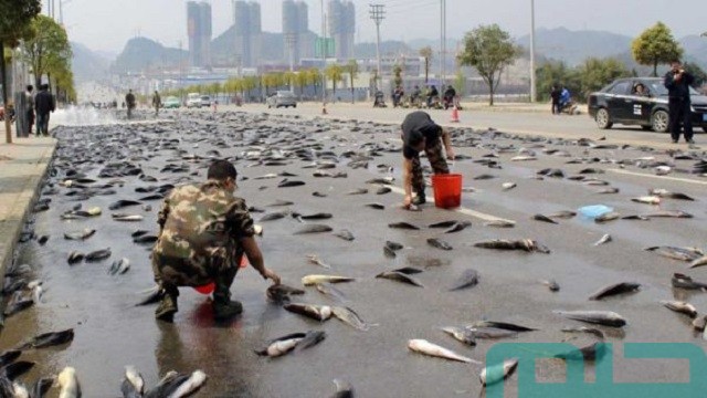 السماء تمطر سمكا في المنام السماء تمطر سمكا في المنام