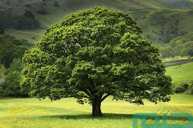 تفسير الأشجار في المنام تفسير الأشجار في المنام