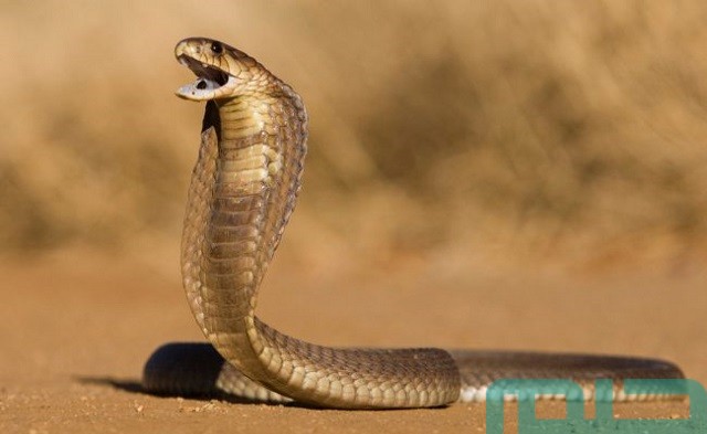 تفسير الثعبان في المنام