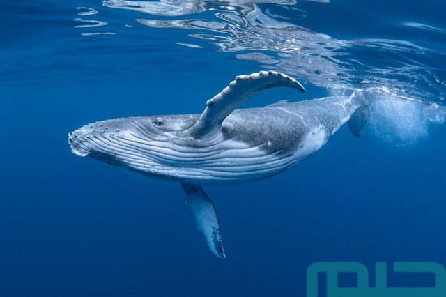 تفسير الحوت الازرق في المنام تفسير الحوت الازرق في المنام