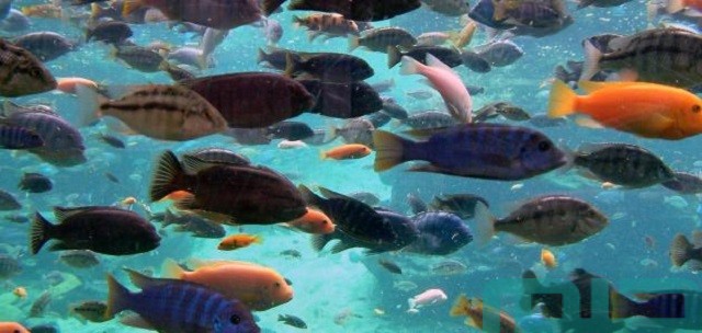 تفسير السمك في المنام