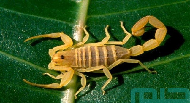 تفسير العقرب في الحلم