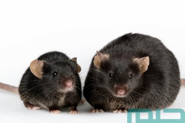 تفسير الفئران في الحلم الكثيرة والسوداء تفسير الفئران في الحلم الكثيرة والسوداء