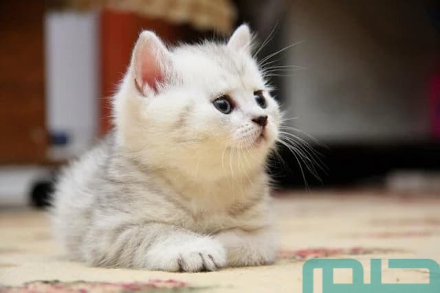 تفسير القطة في المنام للمتزوجة تفسير القطة في المنام للمتزوجة