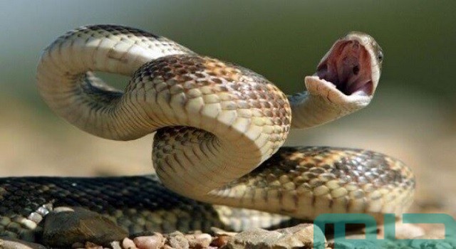 تفسير الهروب من الأفعى في المنام تفسير الهروب من الأفعى في المنام