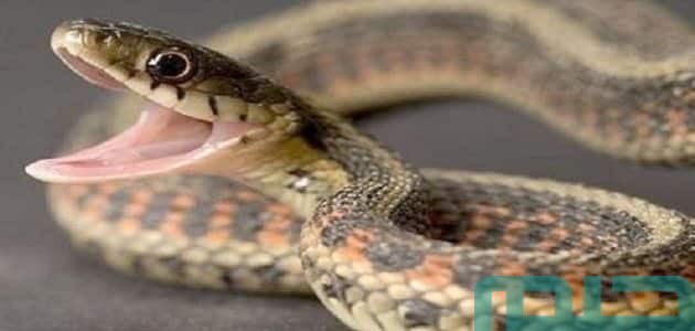 تفسير حلم رؤية الهروب من الأفعى في المنام وعلاقته بالتخلص من الحسد 1 تفسير الهروب من الأفعى في المنام