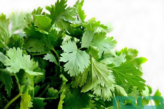 تفسير حلم البقدونس تفسير حلم البقدونس