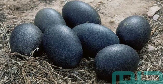 تفسير حلم البيض الأسود في المنام تفسير حلم البيض الأسود في المنام
