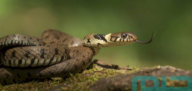 تفسير حلم الثعابين الصغيرة تفسير حلم الثعابين الصغيرة