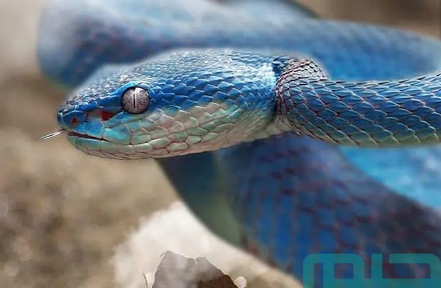 تفسير حلم الثعبان الأزرق والأخضر تفسير حلم الثعبان الأزرق والأخضر