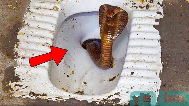 تفسير حلم الثعبان في الحمام تفسير حلم الثعبان في الحمام