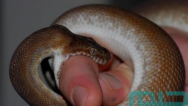 تفسير حلم الثعبان للأطفال