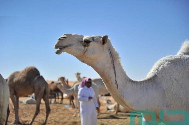 تفسير حلم الجمل الأبيض في المنام تفسير حلم الجمل الأبيض في المنام