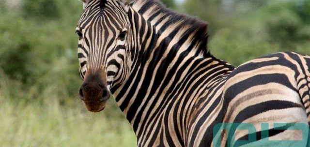 تفسير حلم الحمار الوحشي في المنام حلم الحمار الوحشي في المنام