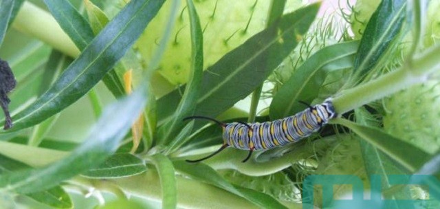 تفسير حلم الدود في الأكل