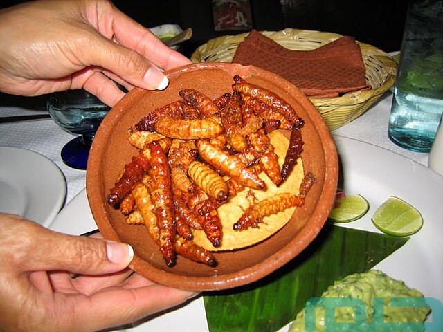 تفسير حلم الدود في الأكل