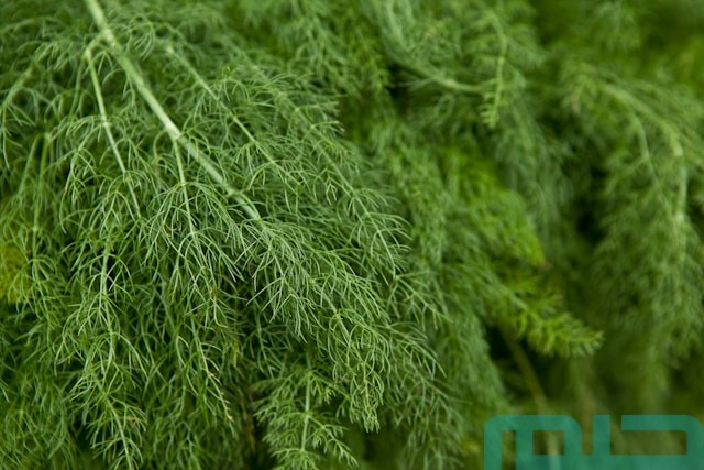 تفسير حلم الشبت في المنام لابن سيرين