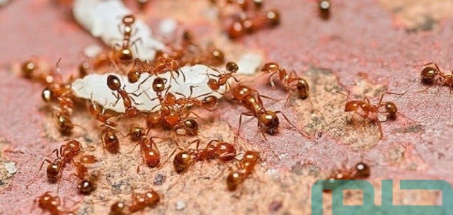 تفسير حلم النمل على الملابس تفسير حلم النمل على الملابس