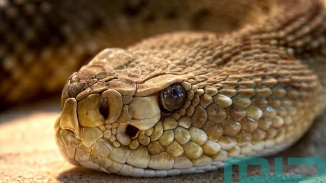 تفسير حلم ثعبان مقطوع الذيل تفسير حلم ثعبان مقطوع الذيل