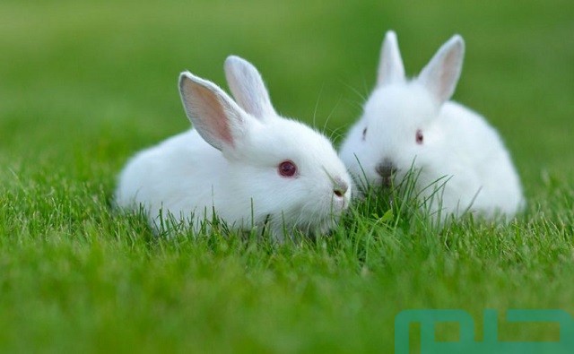 تفسير حلم رؤية الارنب تفسير حلم رؤية الارنب