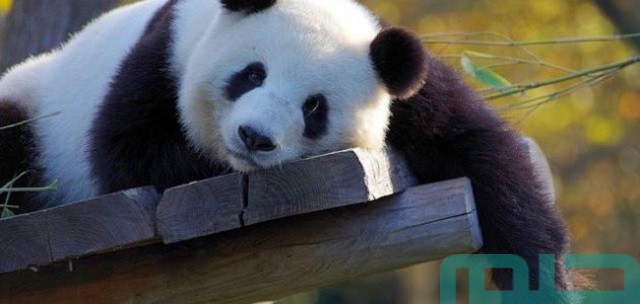 تفسير حلم رؤية الباندا فى المنام تفسير حلم رؤية الباندا فى المنام