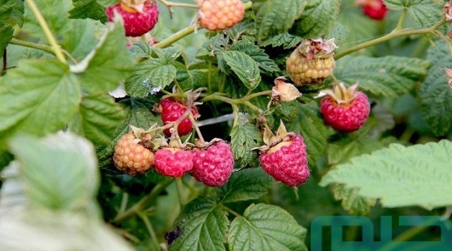 تفسير حلم رؤية التوت الاحمر