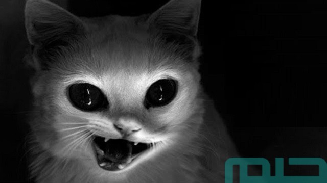 تفسير حلم رؤية الجن على هيئة قطة