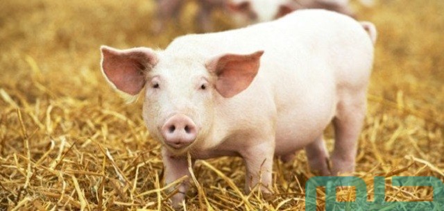 تفسير حلم رؤية الخنازير تفسير حلم رؤية الخنازير