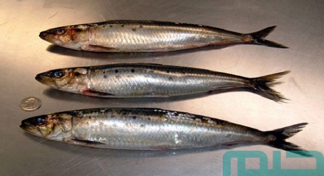 تفسير حلم رؤية السردين في المنام وعلاقته بالأهداف والطموحات 2 تفسير حلم رؤية السردين في المنام