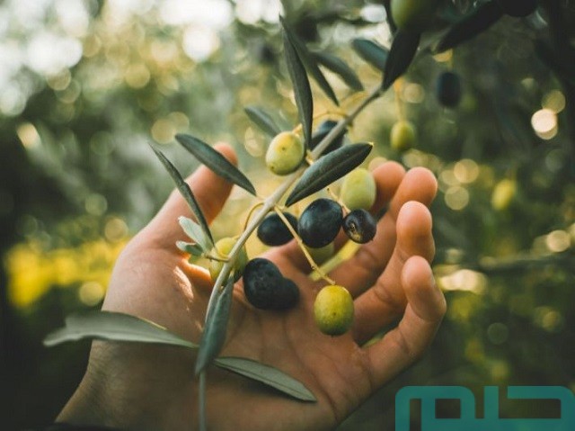 تفسير حلم سقي شجرة الزيتون تفسير حلم سقي شجرة الزيتون