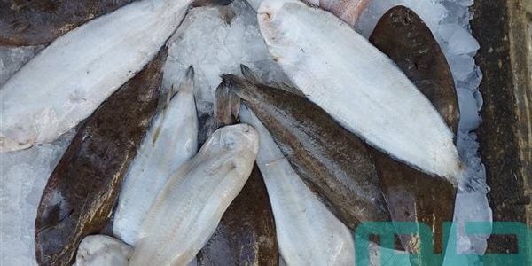 تفسير حلم رؤية سمك موسى في المنام وعلاقته بالخير الوفير 1 تفسير حلم سمك موسى
