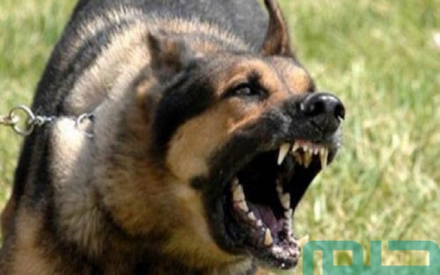 تفسير حلم شخص يقوم بحمايتي من الكلاب تفسير حلم شخص يقوم بحمايتي من الكلاب