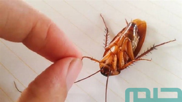 تفسير حلم صراصير تخرج من الجسم تفسير حلم صراصير تخرج من الجسم