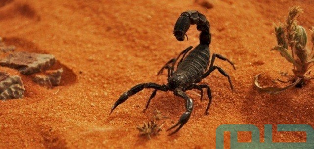 تفسير حلم لدغة العقرب تفسير حلم لدغة العقرب