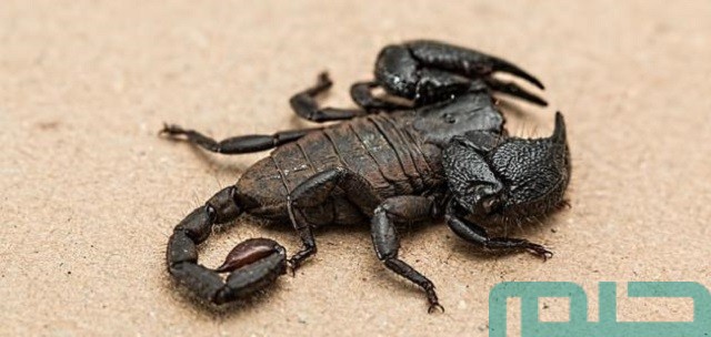 تفسير حلم لدغة العقرب الأسود في المنام