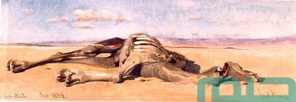 تفسير حلم رؤية موت الجمل في المنام وعلاقته بالاسقرار 1 تفسير حلم موت الجمل في المنام