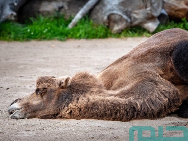 تفسير حلم موت الجمل في المنام تفسير حلم موت الجمل في المنام