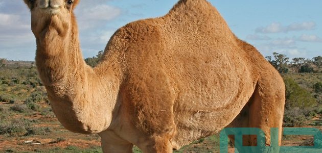 حلمت اني رأيت جمل يموت 1 تفسير حلم موت الجمل في المنام