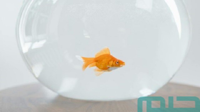 تفسير حلم موت سمك الزينة تفسير حلم موت سمك الزينة