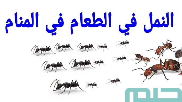 تفسير حلم وجود نمل في الأكل