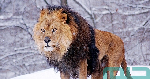 تفسير رؤية أسد هزيل في المنام