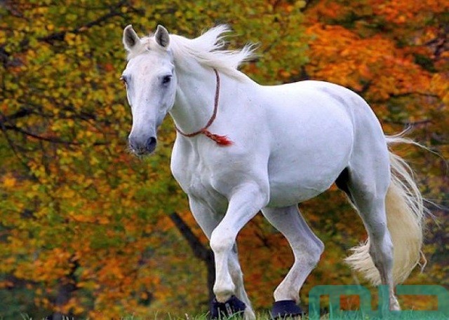 تفسير حلم رؤية الحصان الأبيض في المنام وعلاقته بالمكانة 2 تفسير رؤية الحصان الأبيض في المنام