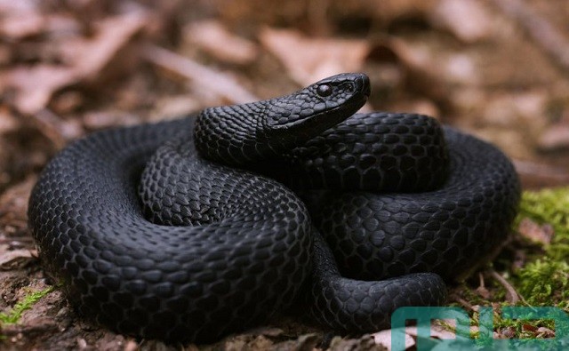 تفسير رؤية الحية السوداء في المنام تفسير رؤية الحية السوداء في المنام