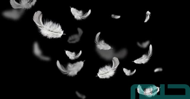 تفسير رؤية الريش الأبيض في المنام