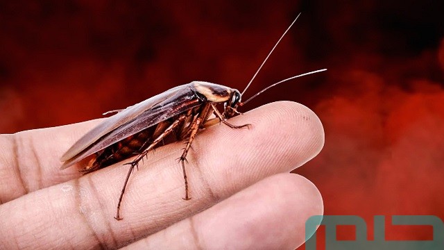 تفسير رؤية الصراصير في المنام تفسير رؤية الصراصير في المنام