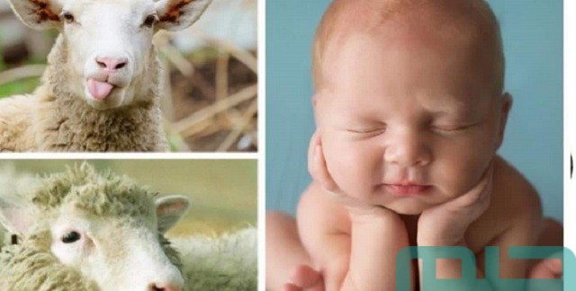 تفسير رؤية العقيقة في المنام تفسير رؤية العقيقة في المنام