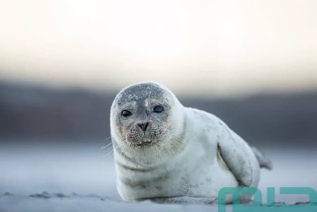 تفسير رؤية الفقمة في المنام