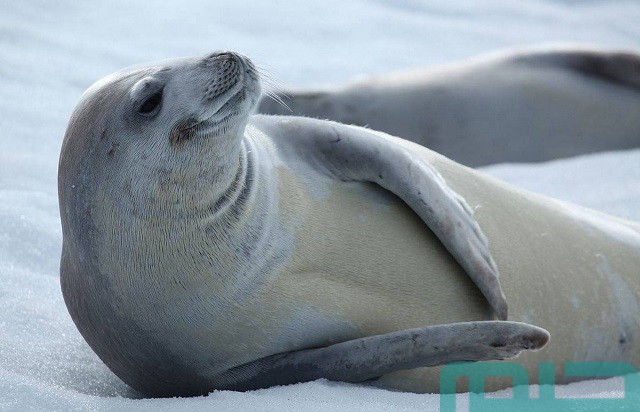 تفسير رؤية الفقمة في المنام تفسير رؤية الفقمة في المنام