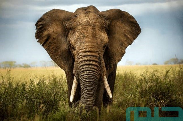 تفسير رؤية الفيل في المنام تفسير رؤية الفيل في المنام