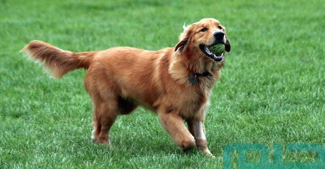 تفسير رؤية الكلاب في المنام تفسير رؤية الكلاب في المنام